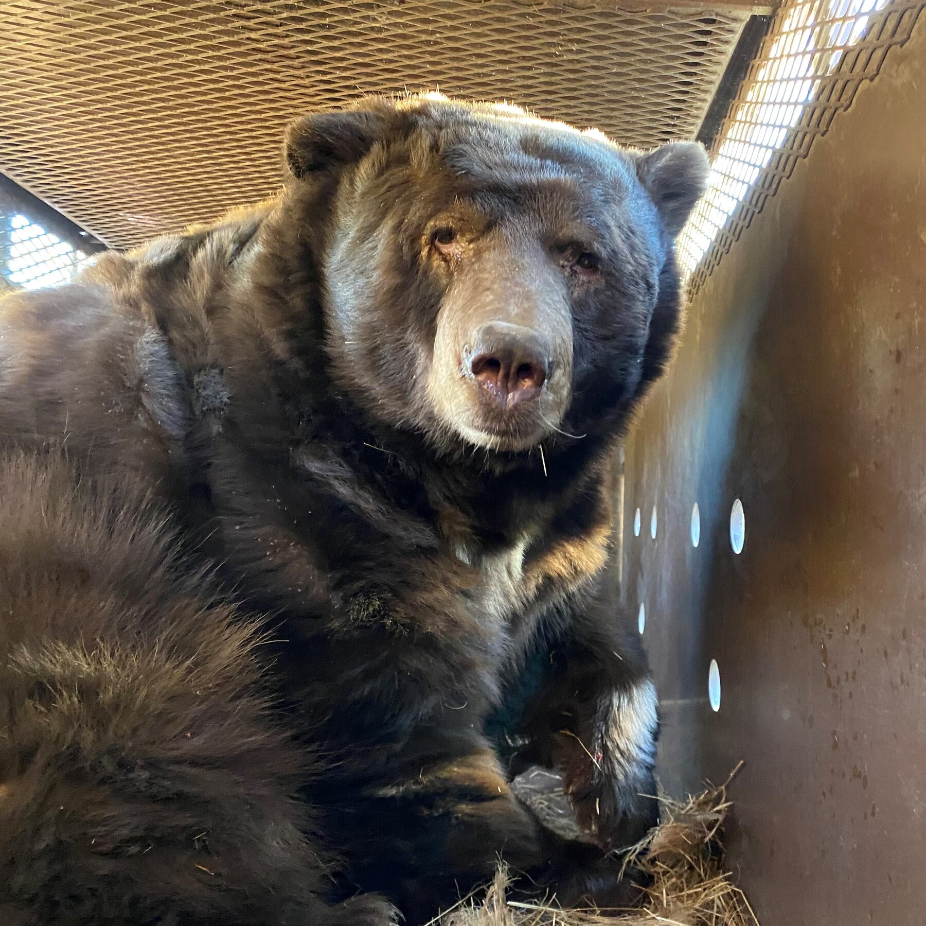 A 525-Pound Bear Found a Crawl Space That Was Jussst Right