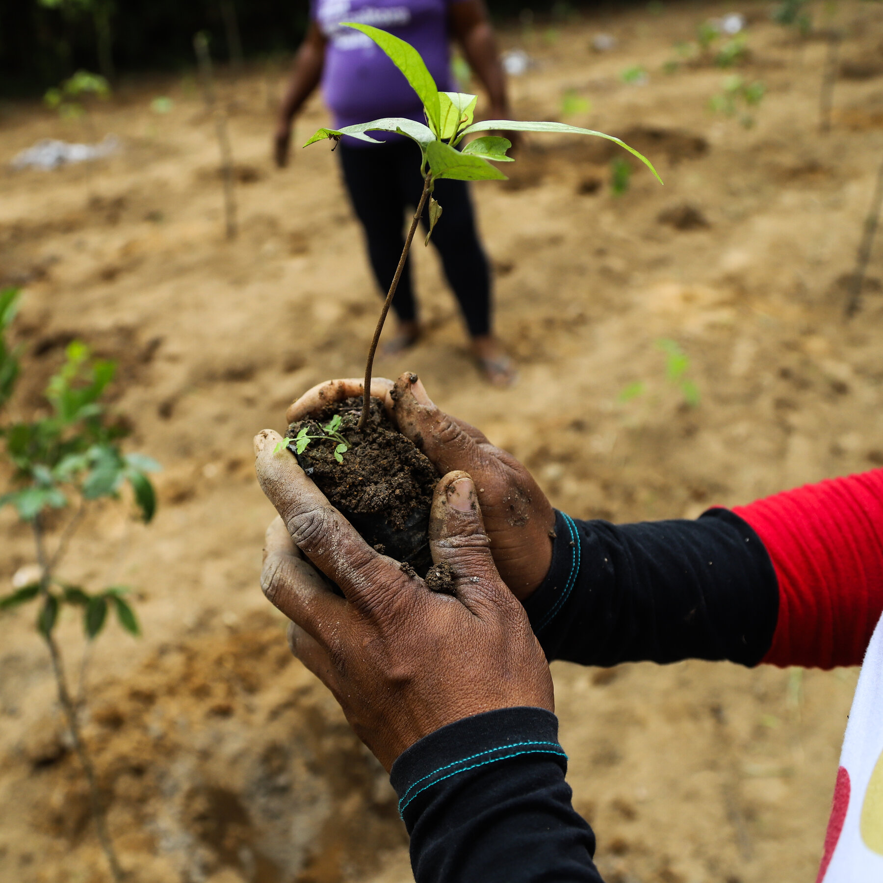 A Biodiversity Solution Might Be Hiding in Plain Sight.