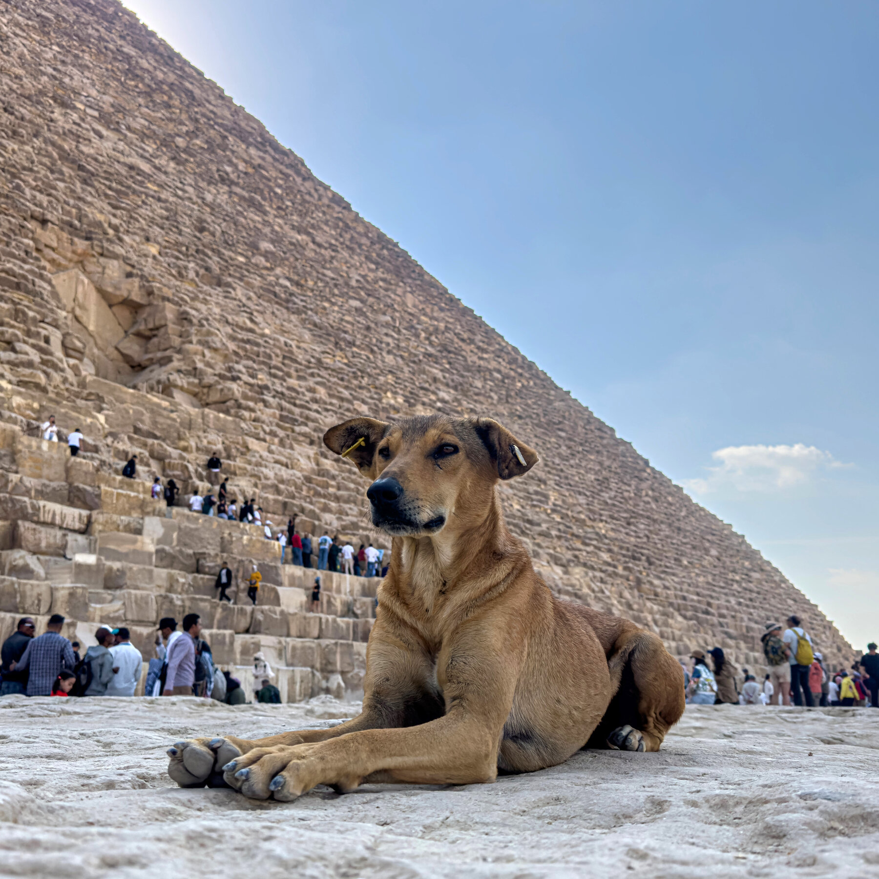 A Stray Dog Climbed an Egyptian Pyramid. Along Came a Paraglider.