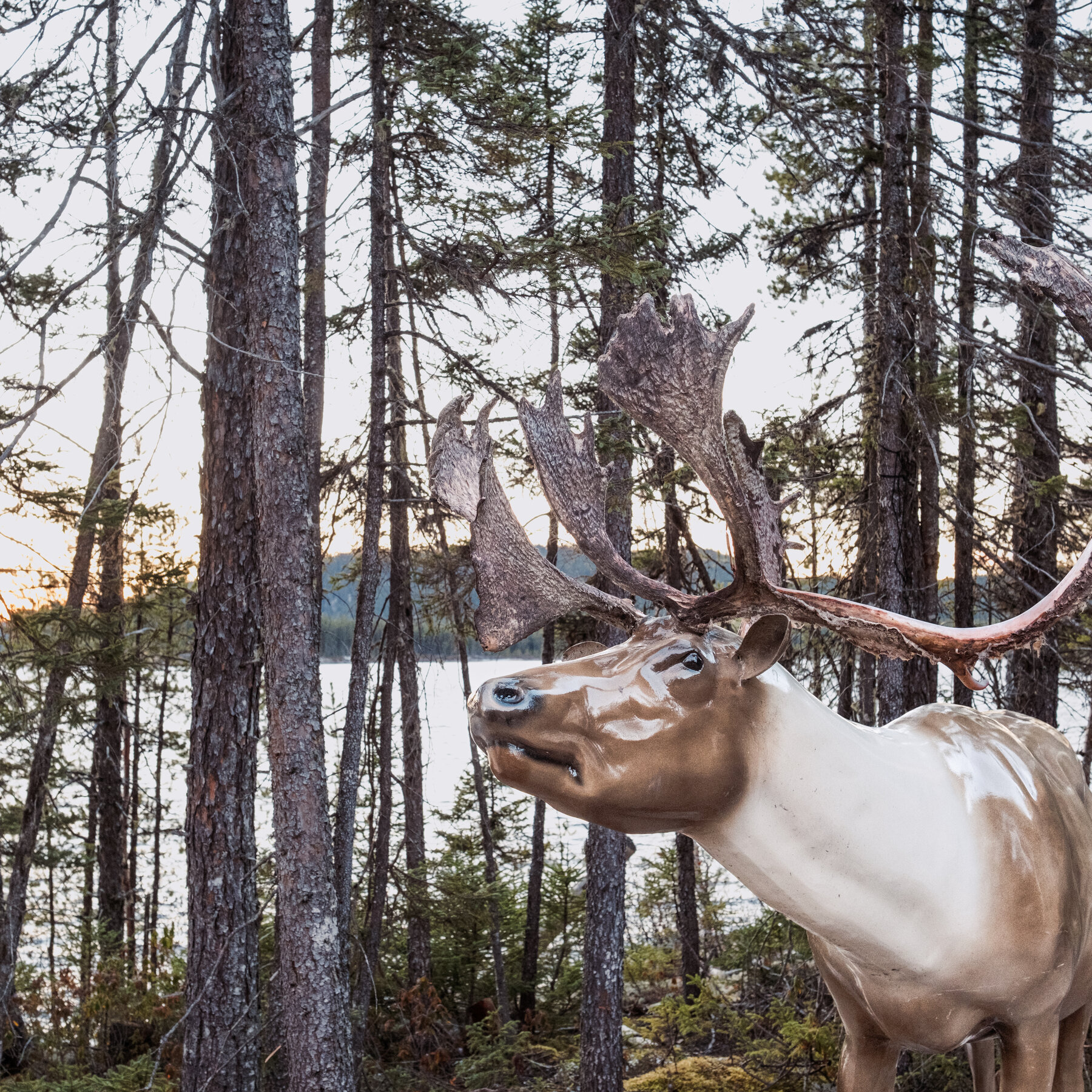 An Indigenous Group in Quebec Tries to Keep the Caribou Alive