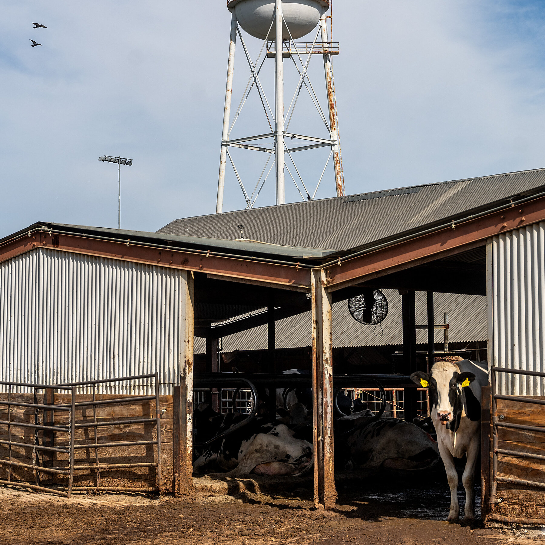 Avian Flu Has Hit Dairies So Hard That They’re Calling It ‘Covid for Cows’