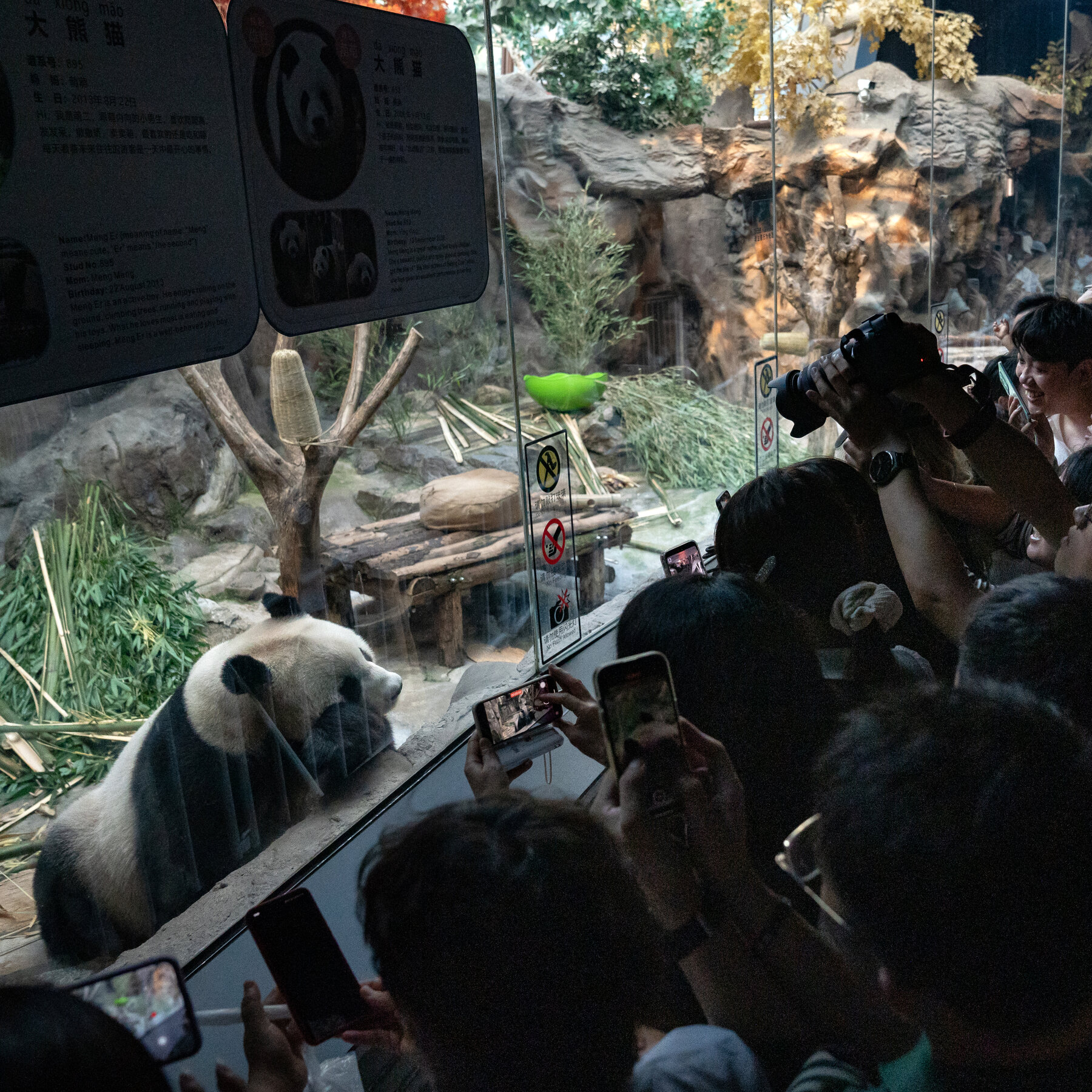 China Cracks Down on Online Panda Advocacy