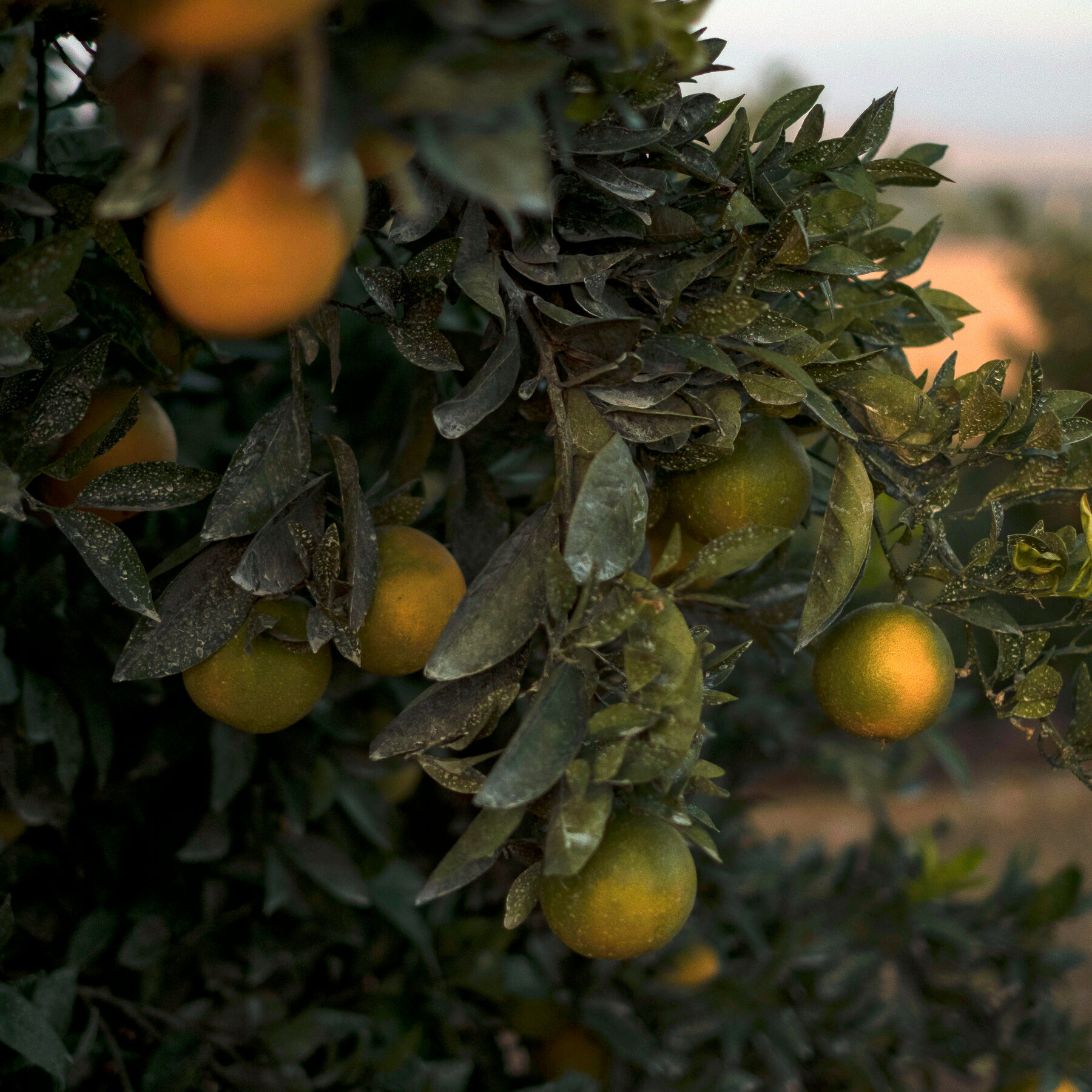 E.P.A. Again Seeks Limits on a Harmful Pesticide