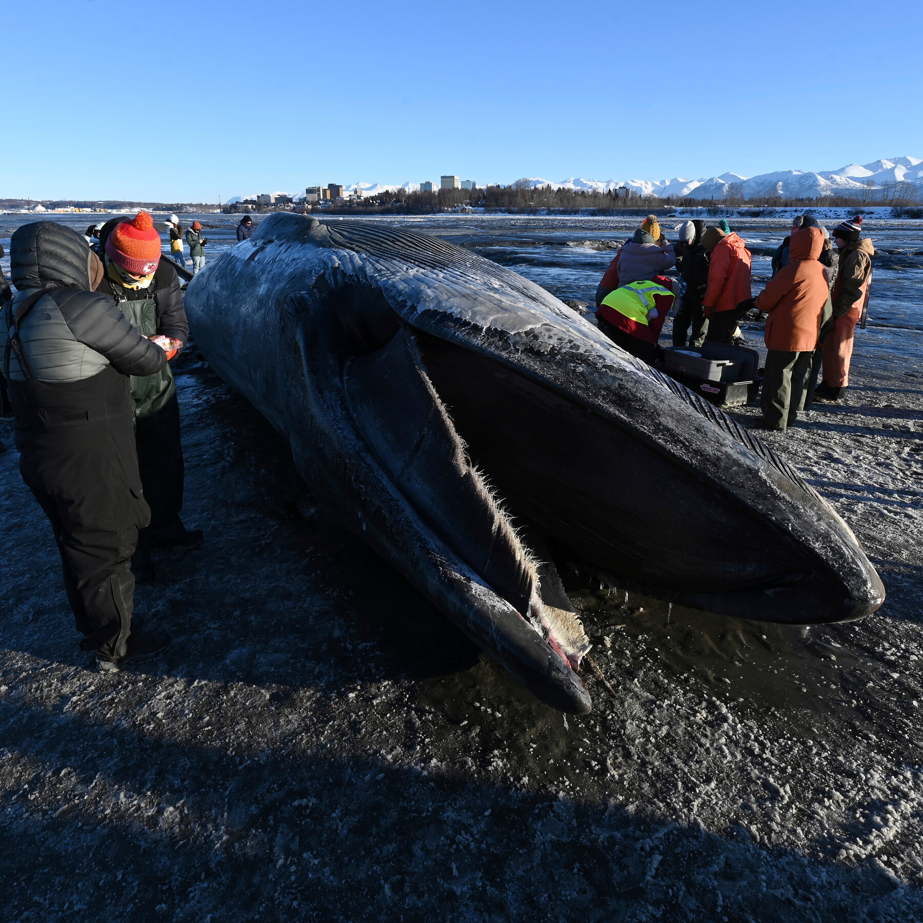 Fin Whale Carcass Washes Ashore in Anchorage, Alaska