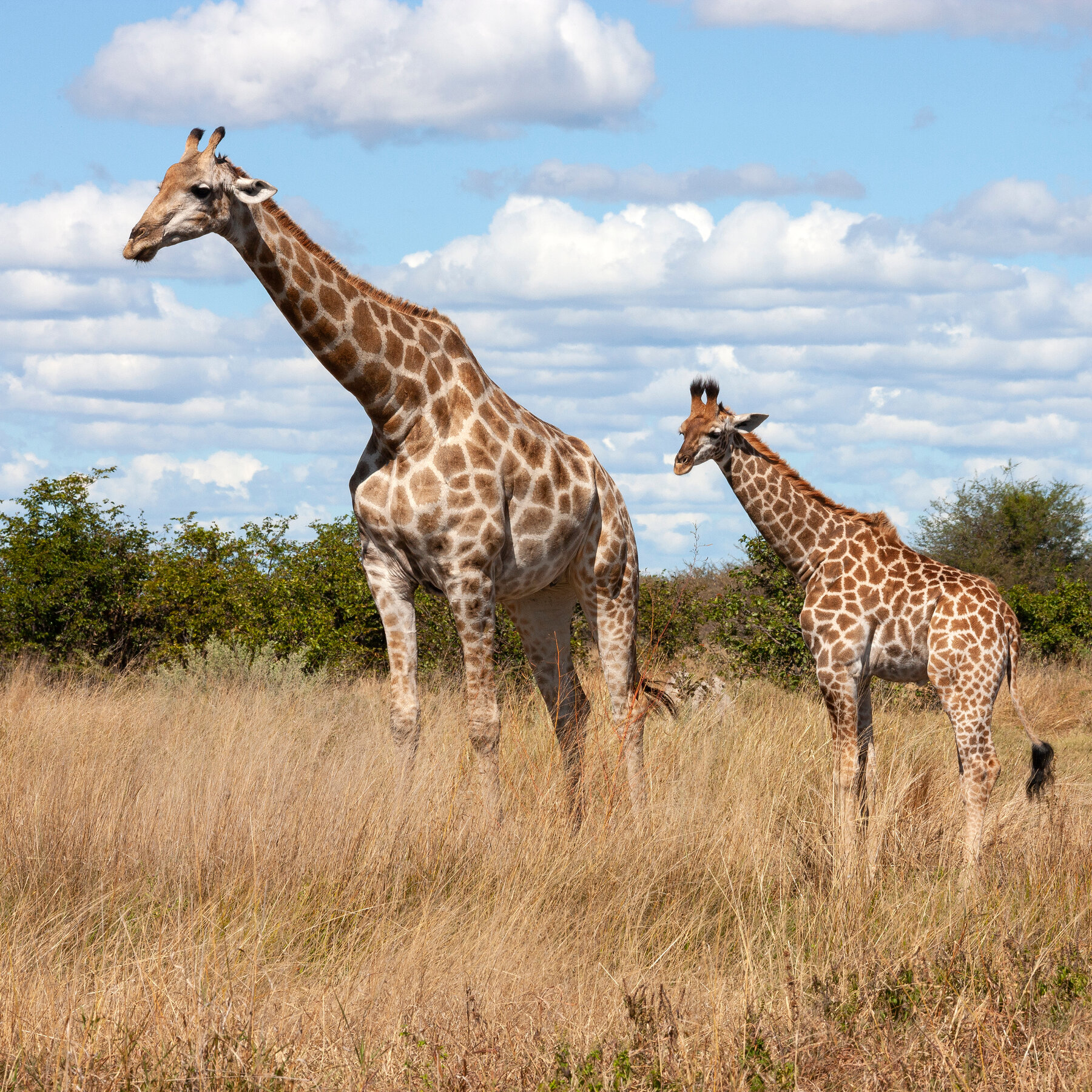 Giraffes Need Endangered Species Act Protection, U.S. Officials Say