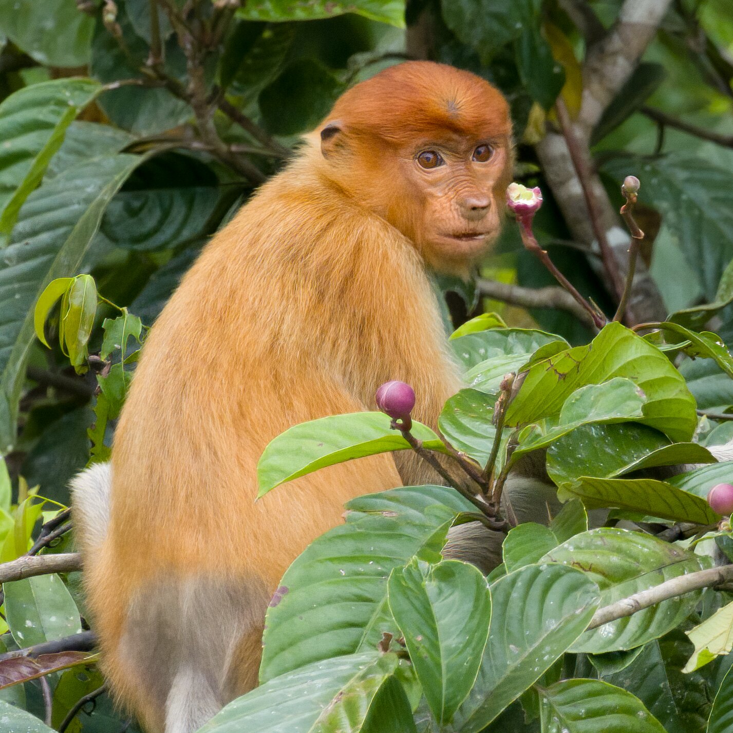 Great Apes and Tiny Bears: Chasing Wild Thrills in Borneo