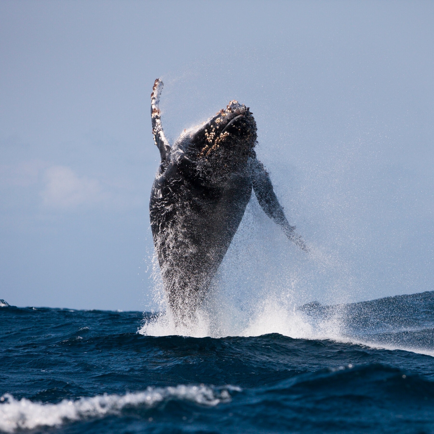 Humpback Whale Sets Record for How Far It Traveled