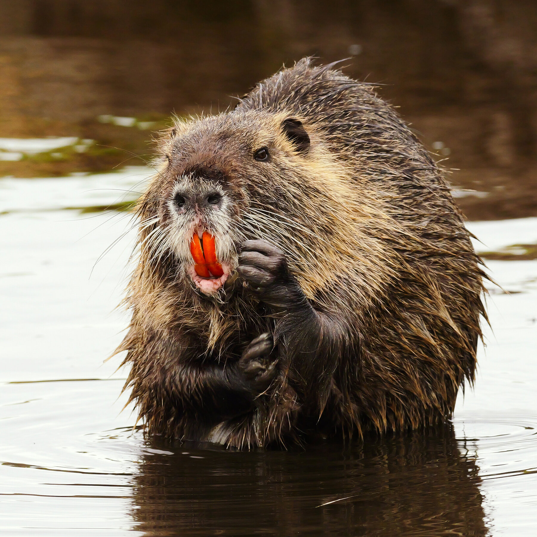 Keep an Invasive Species in Check: Eat a Big Rat-Like Rodent, U.S. Says