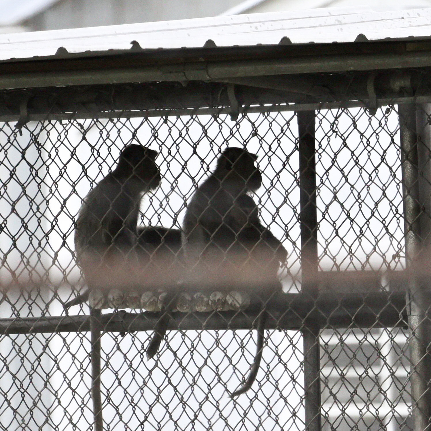 Last 4 Monkeys That Escaped in South Carolina Are Captured