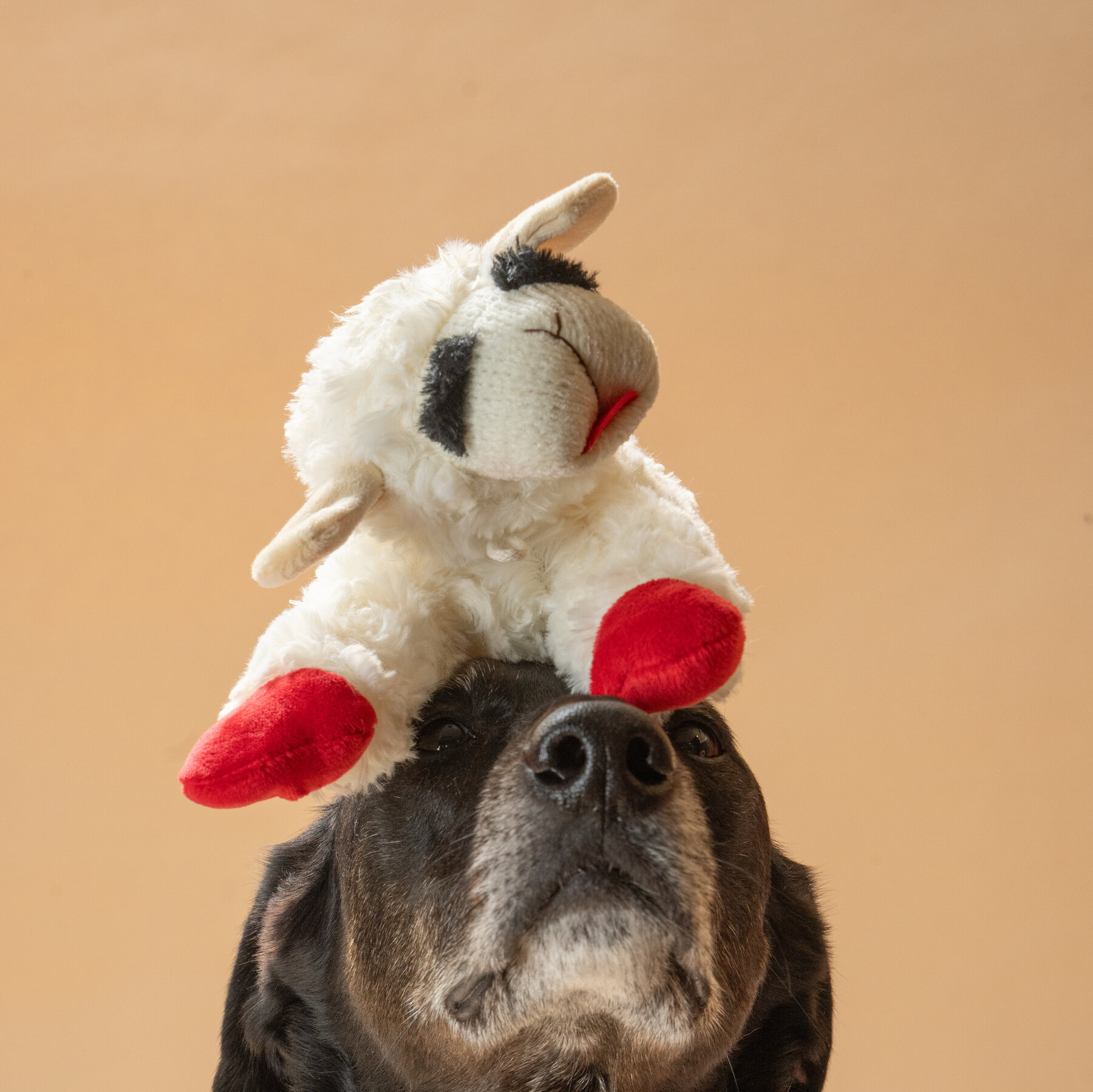 Meet Lamb Chop, America’s Hottest Dog Toy