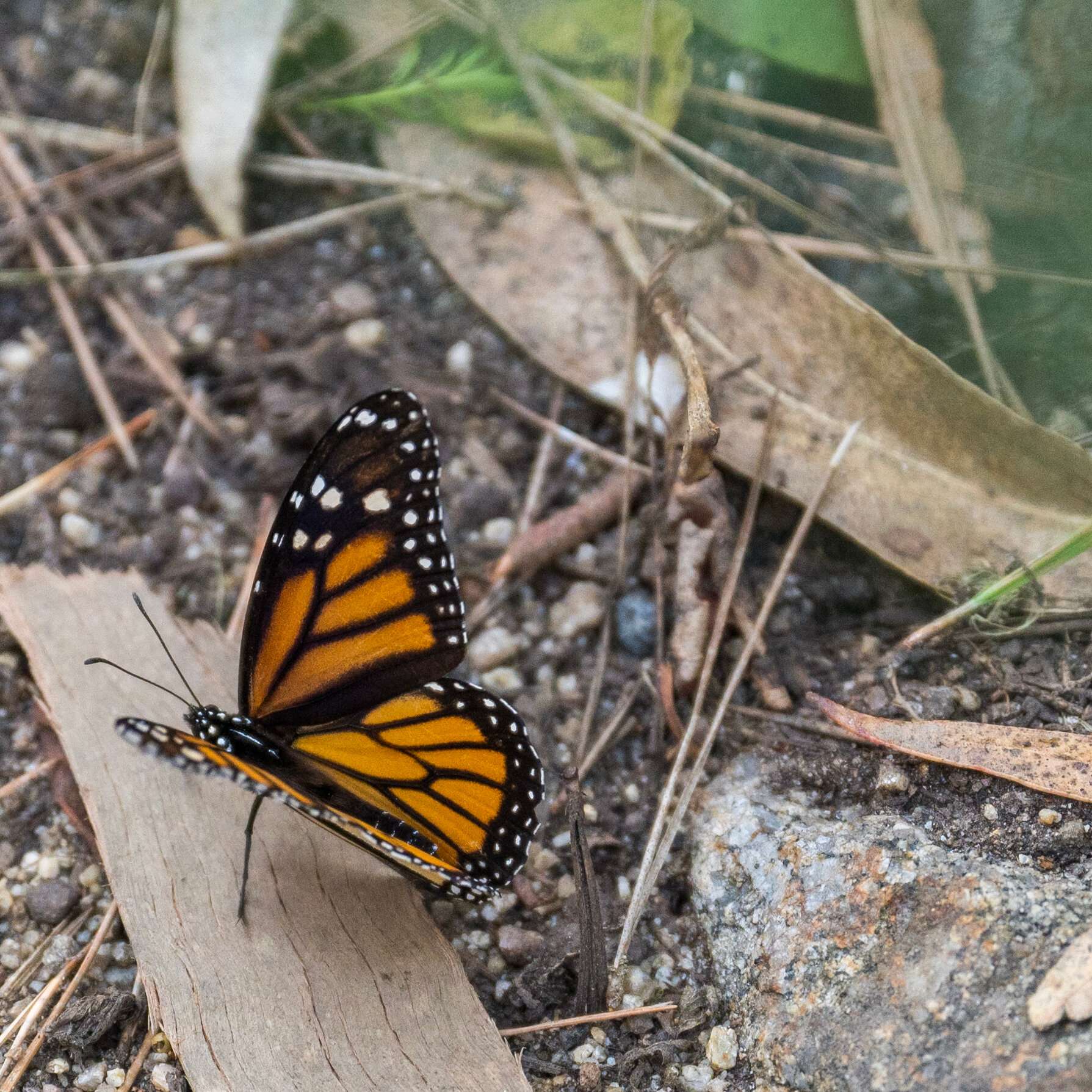 Monarch Butterflies Are Recommended for Protected Status in U.S.