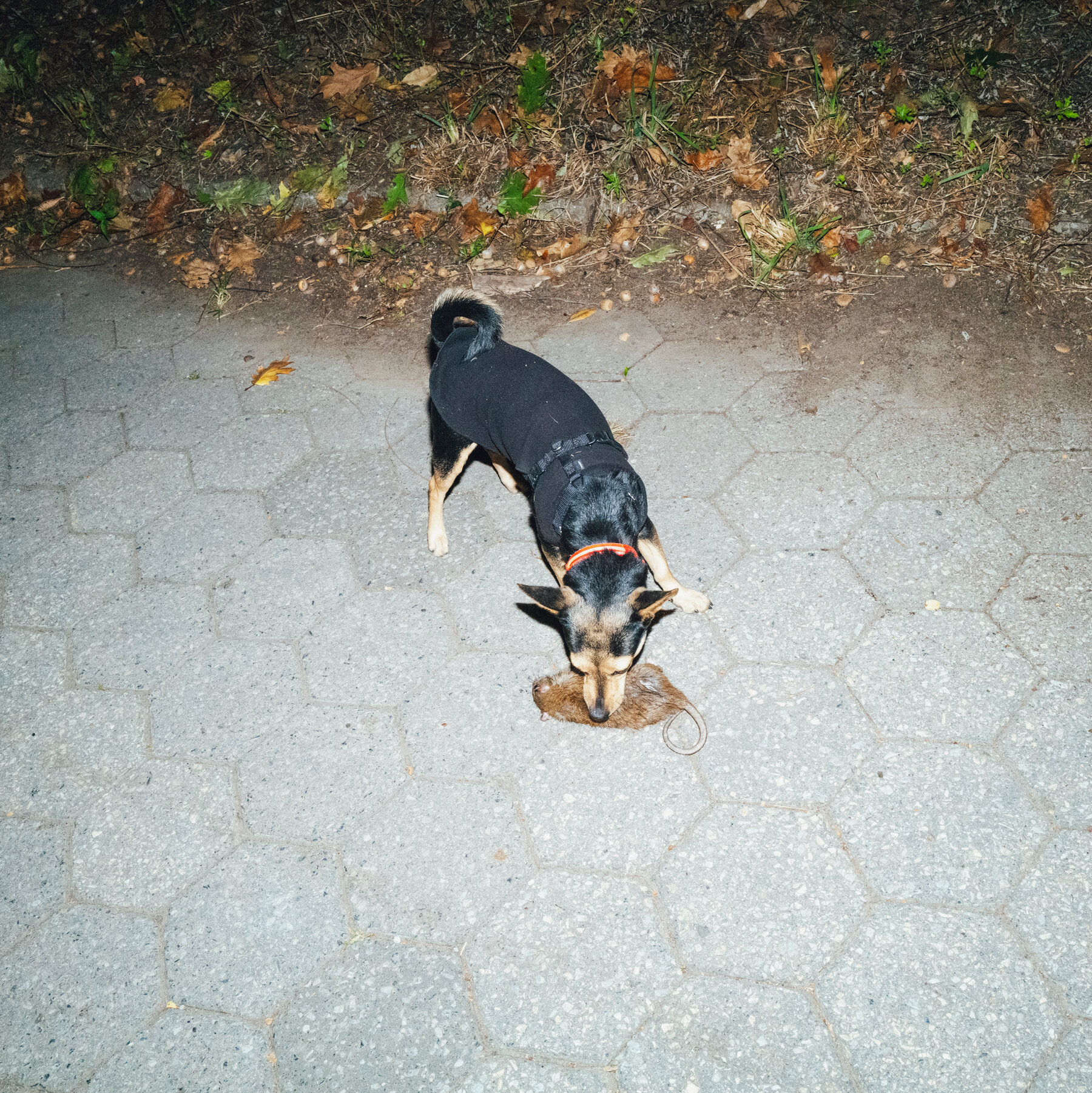 New York City’s Secret Weapon in the War on Rats: Katie the Dog