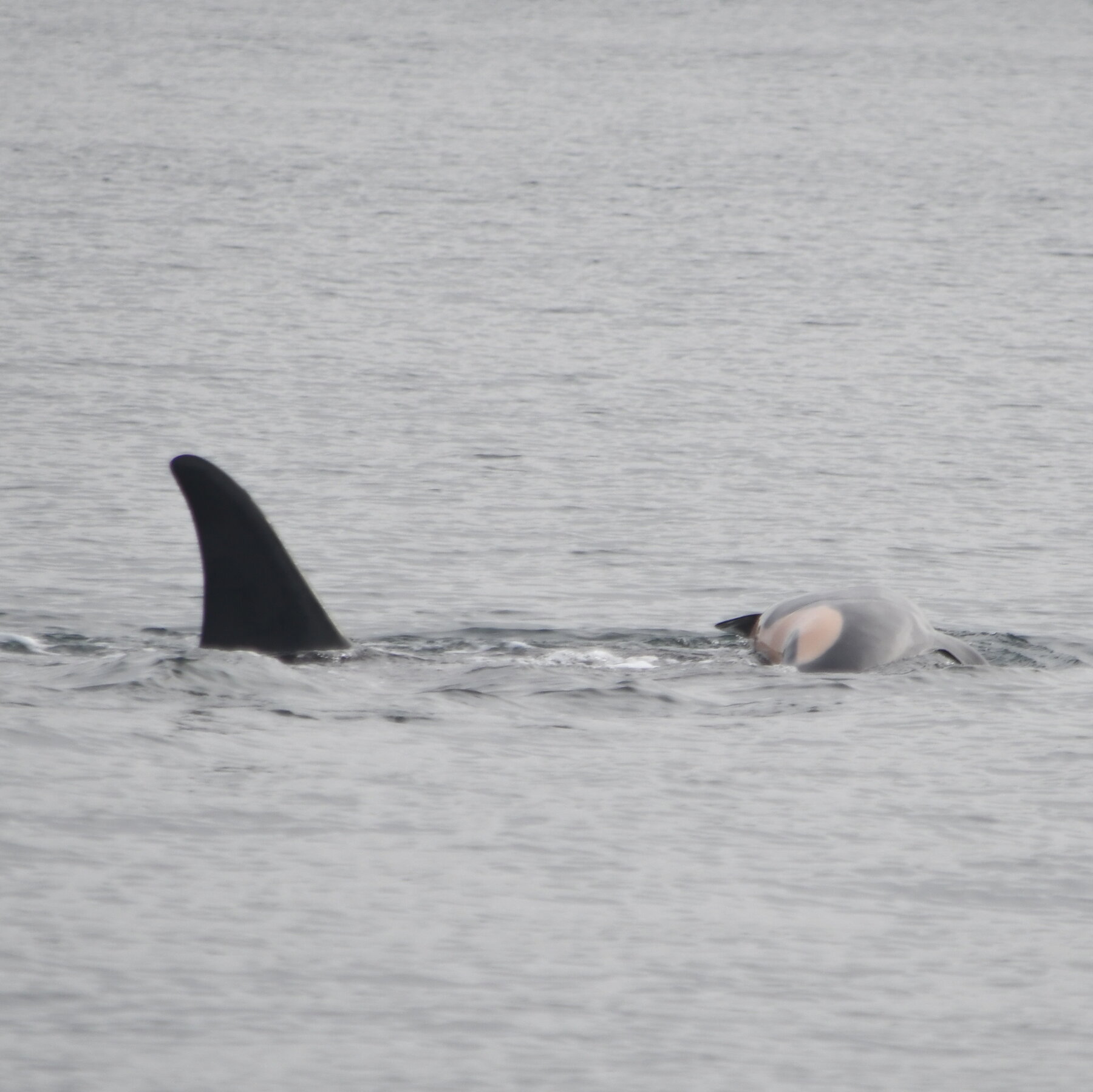 Orca That Carried Dead Calf for Weeks Is Mourning Again