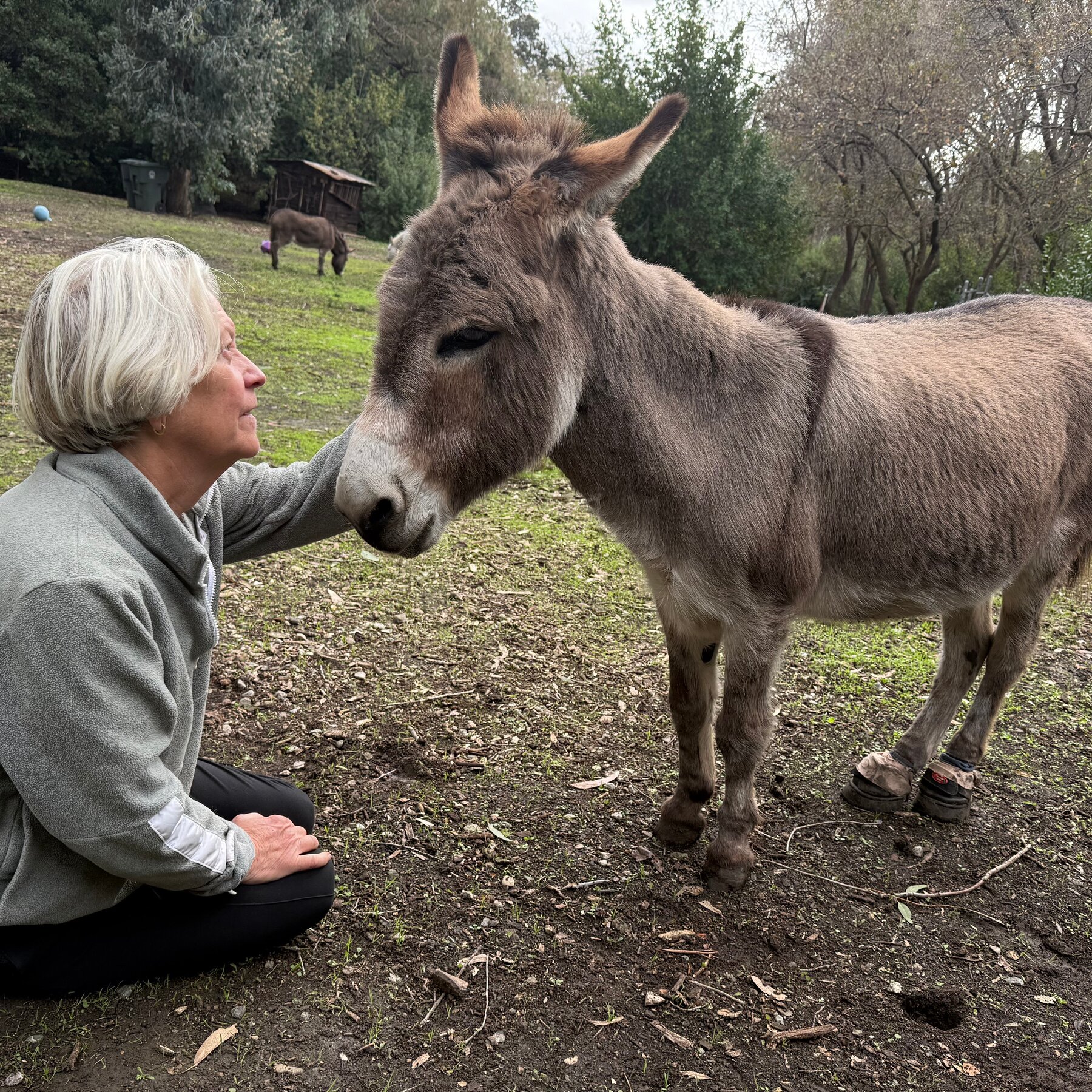 Perry the Donkey, Model for ‘Shrek,’ Dies at 30