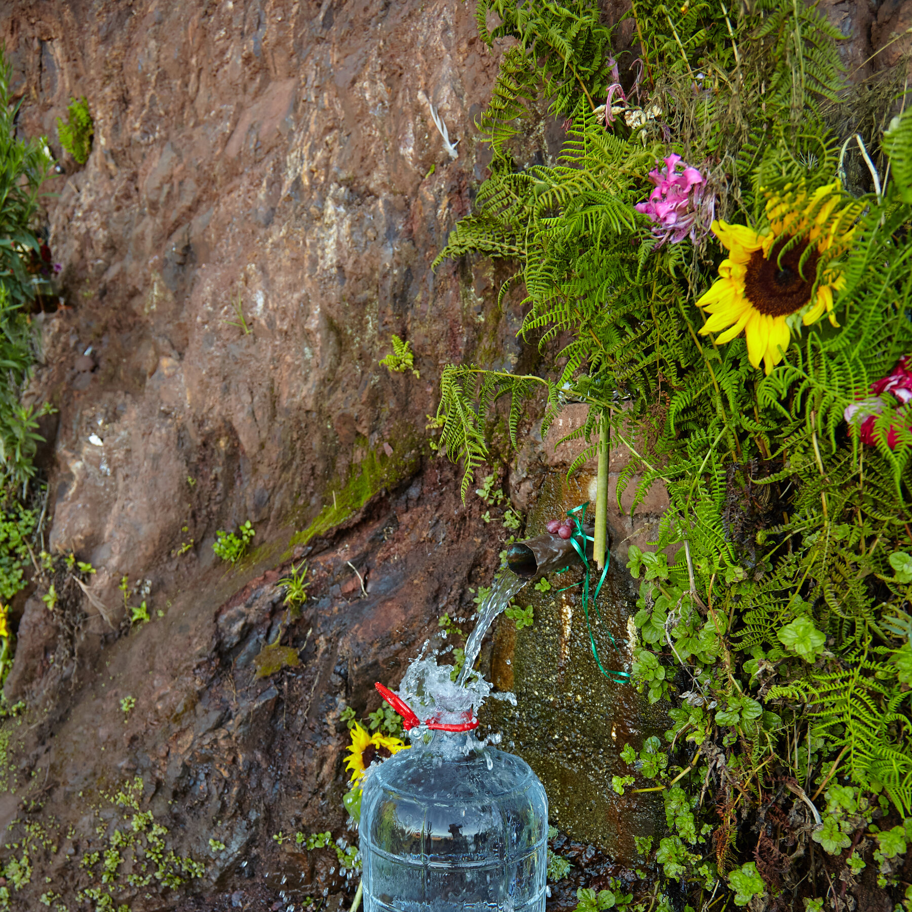 ‘Raw Water’ Devotees Swear by Natural Springs, Despite the Risks