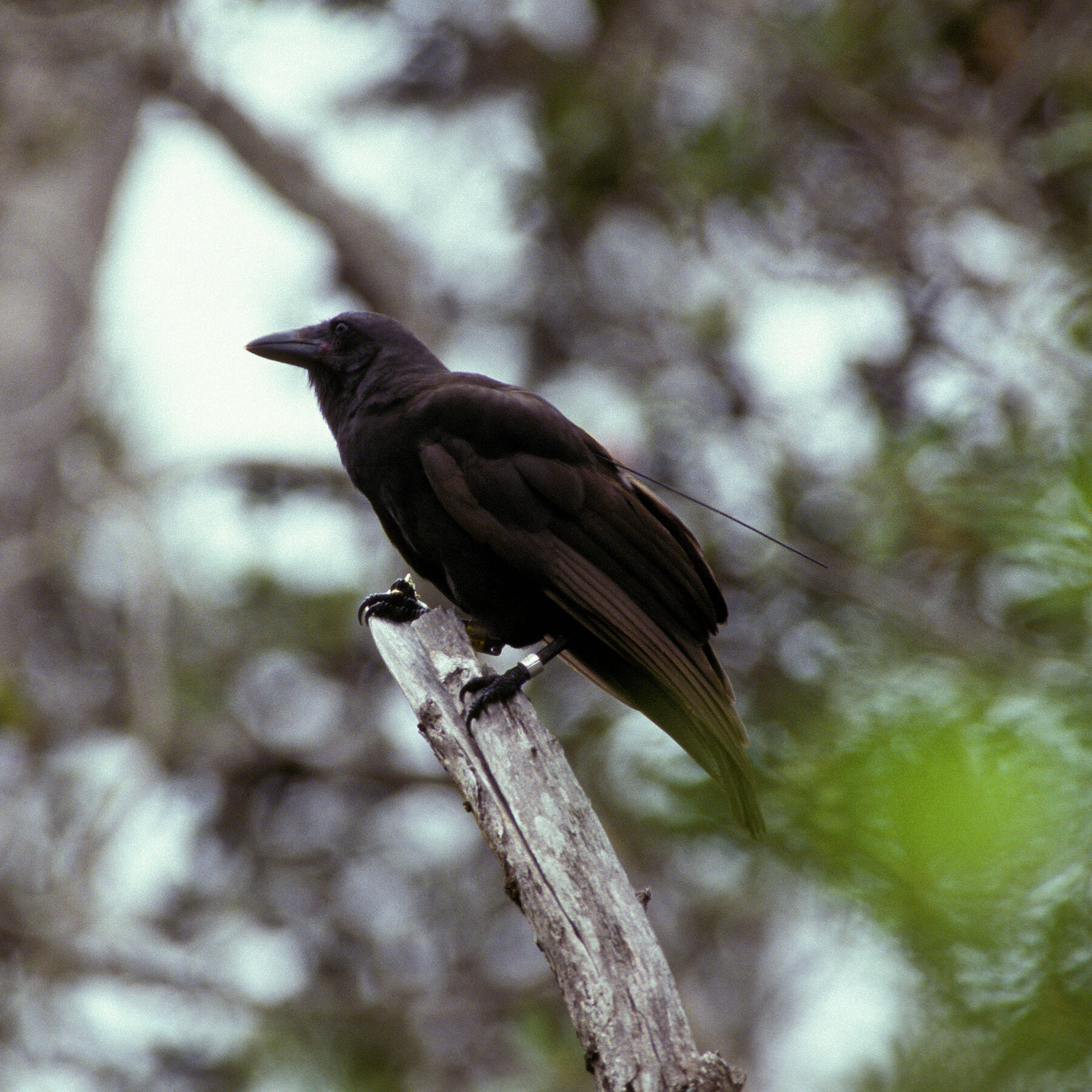 Researchers Release Hawaiian Crows Back Into the Wild