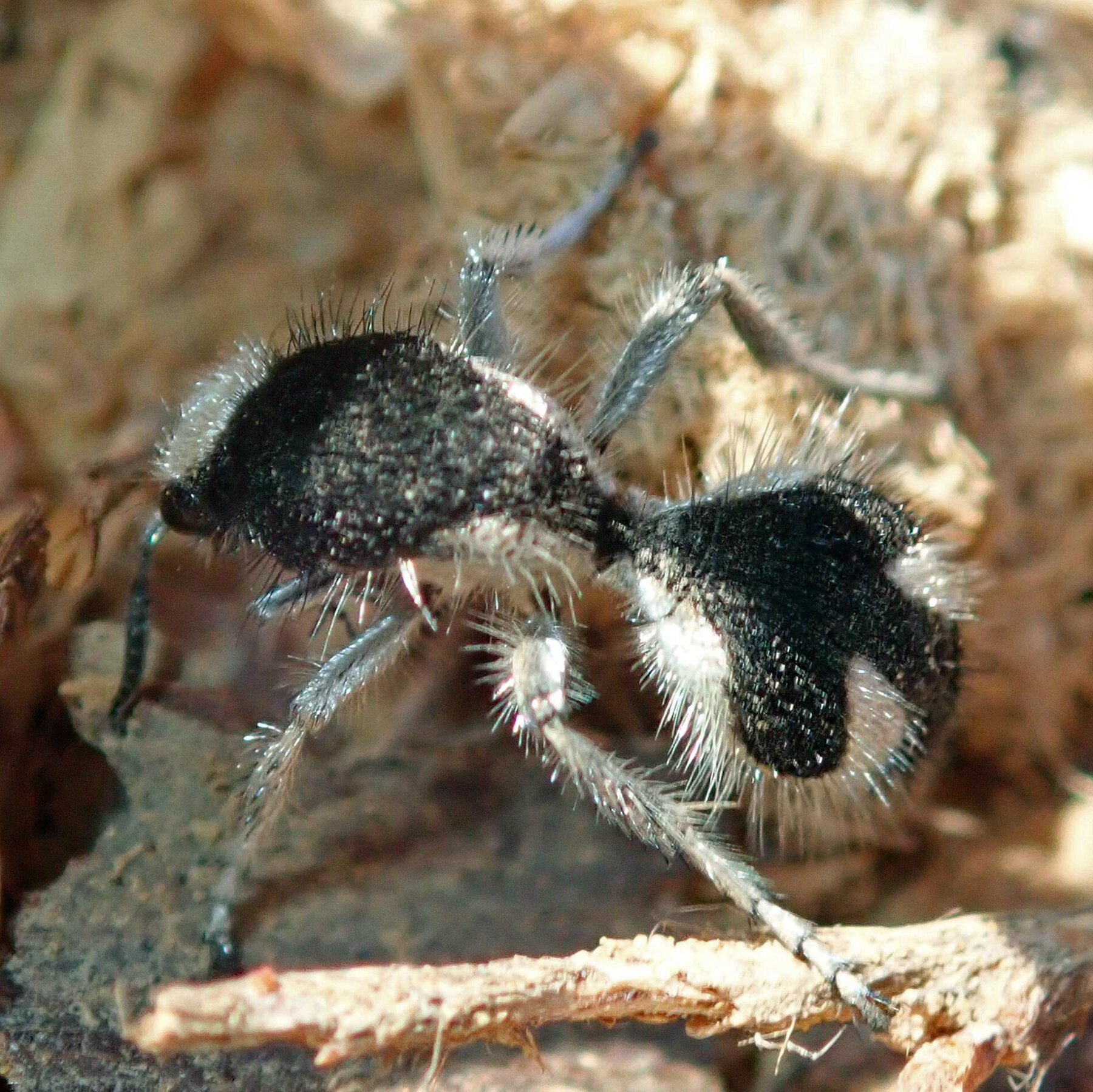 This Brazilian Velvet Ant Is So Dark That It’s Super-Black