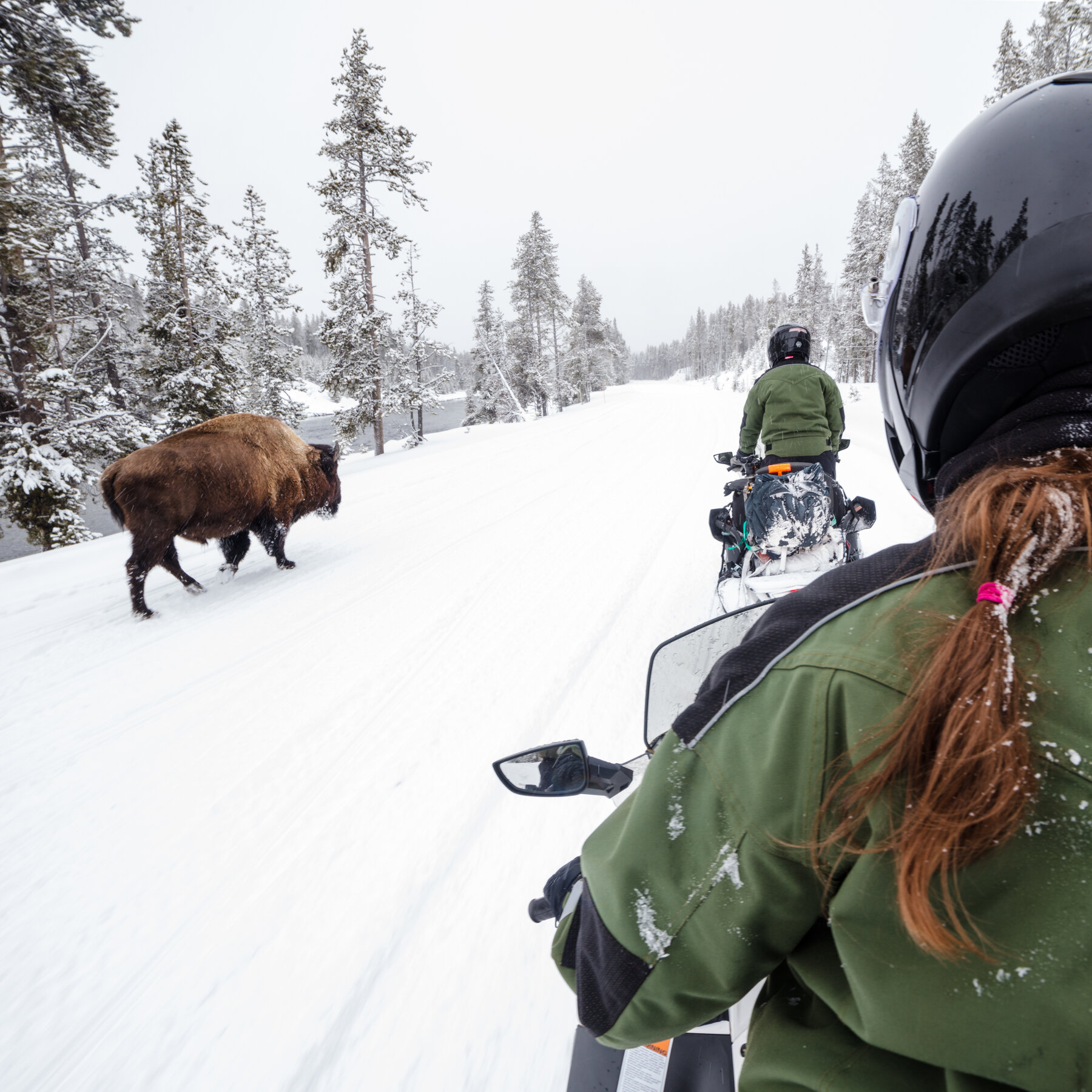 Visiting Yellowstone in Winter: 5 Things to Do