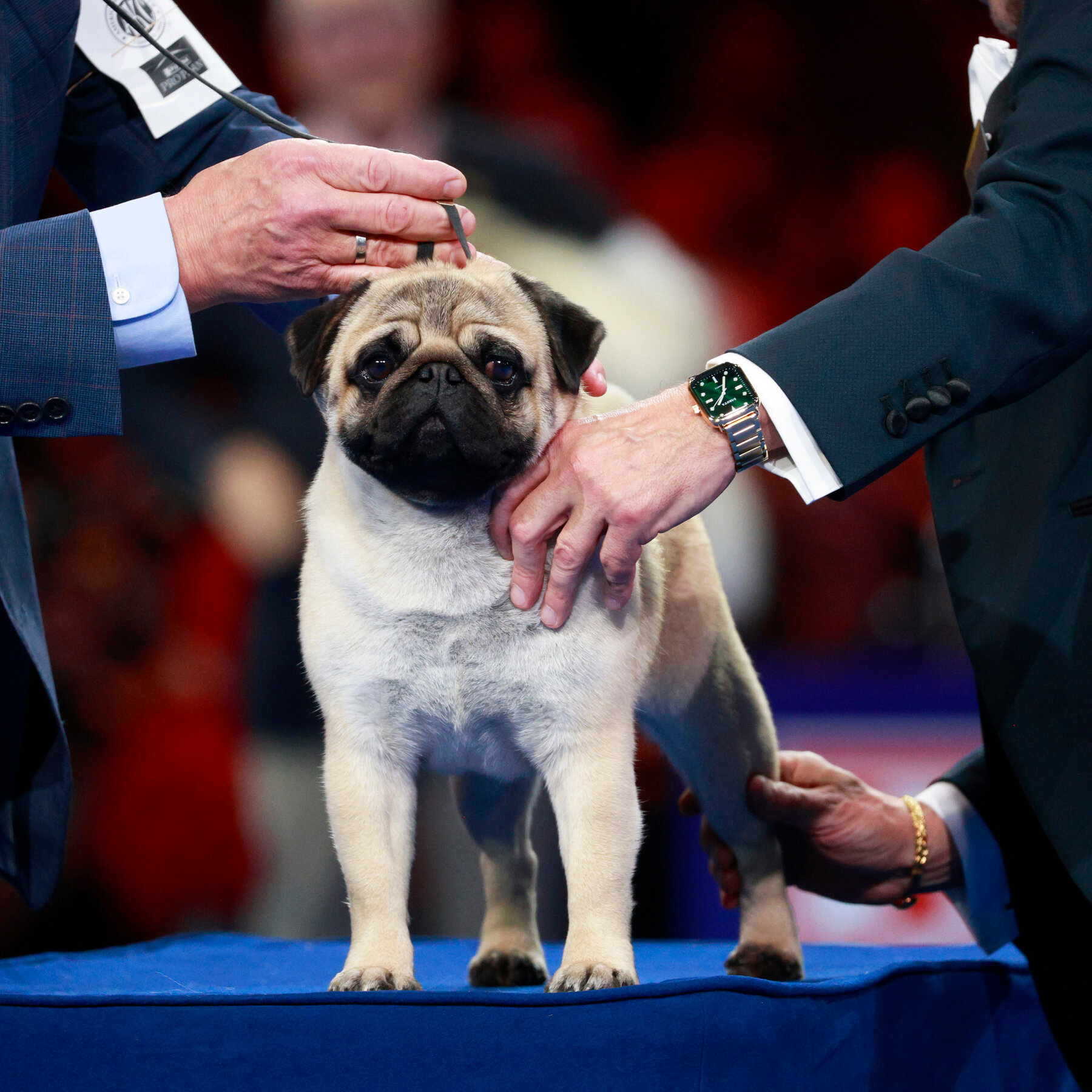 Vito Is First Pug to Win National Dog Show