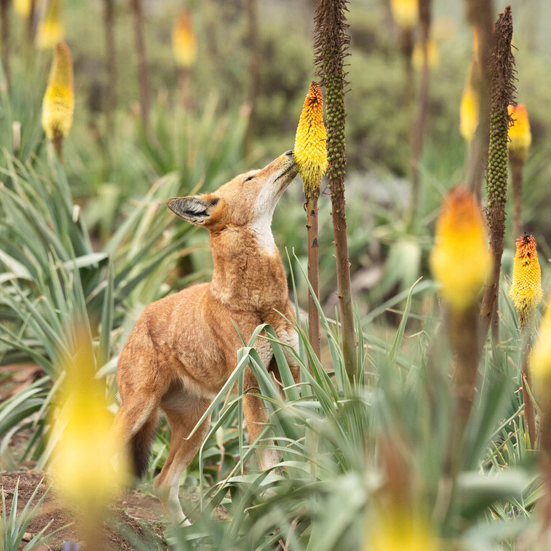 Wolves Like a Little Nectar Treat and May Pollinate Flowers in the Process