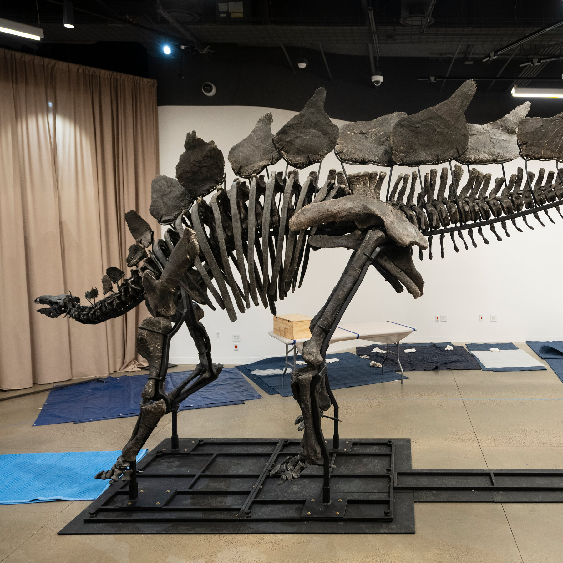 World’s Priciest Dinosaur Fossil Comes to Museum of Natural History